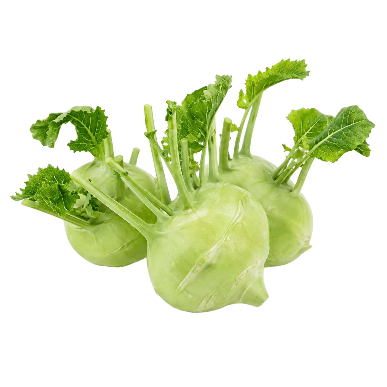 Noolkol