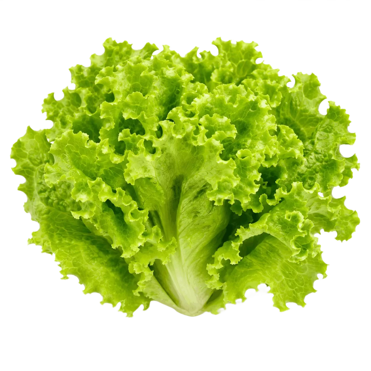 Green Lettuce