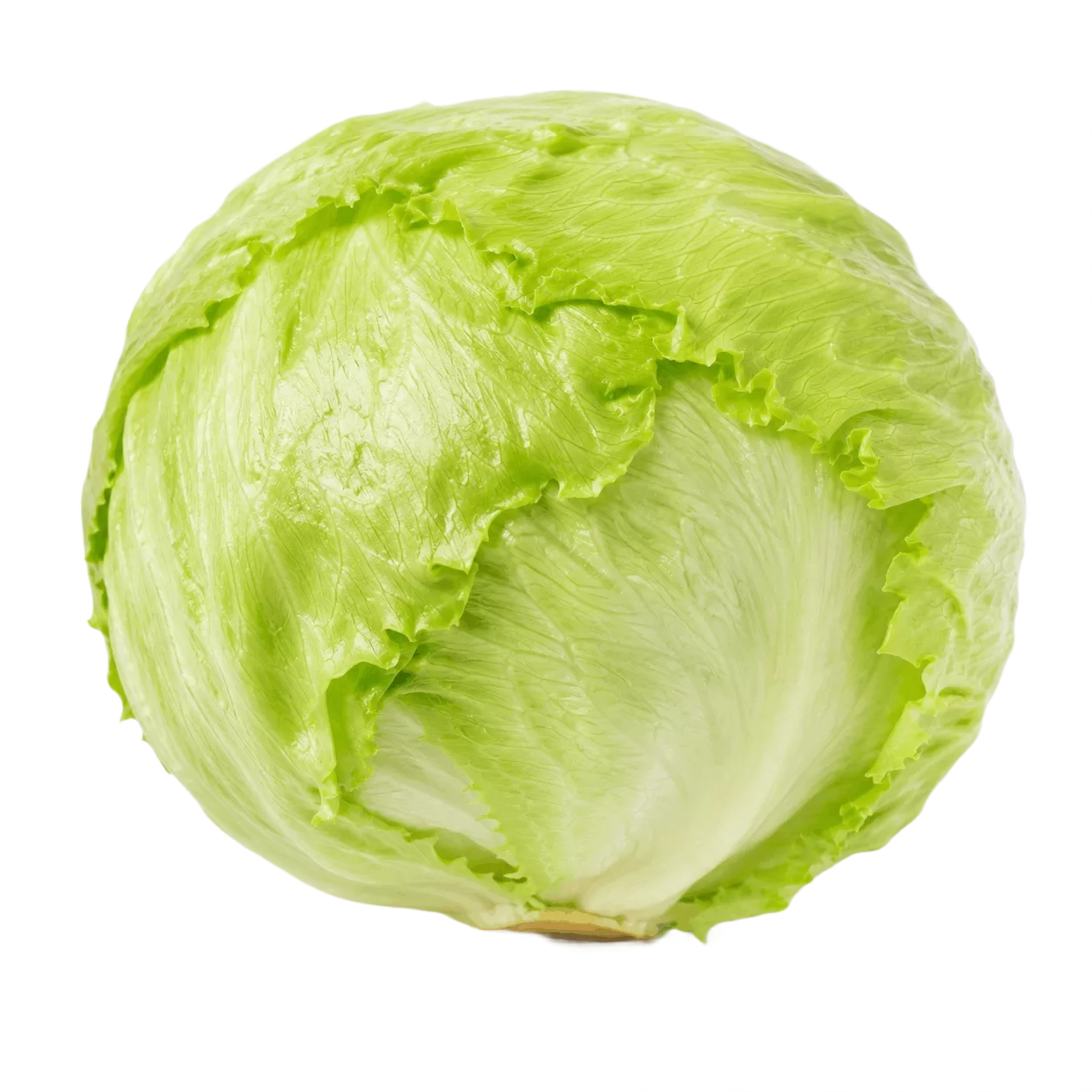 Iceburg Lettuce