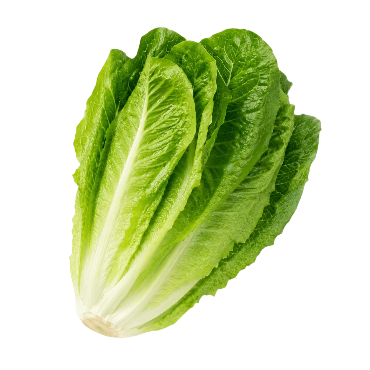 Romaine Lettuce