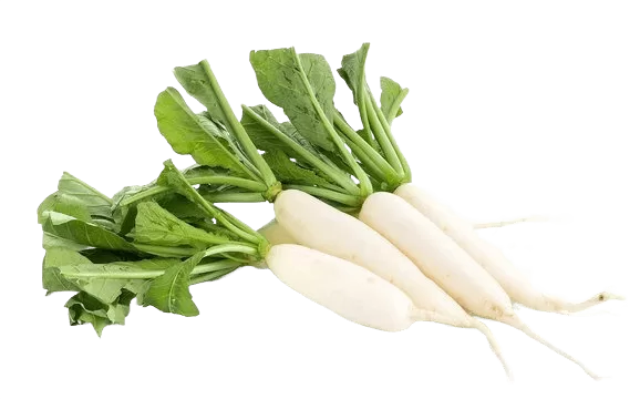 Radish