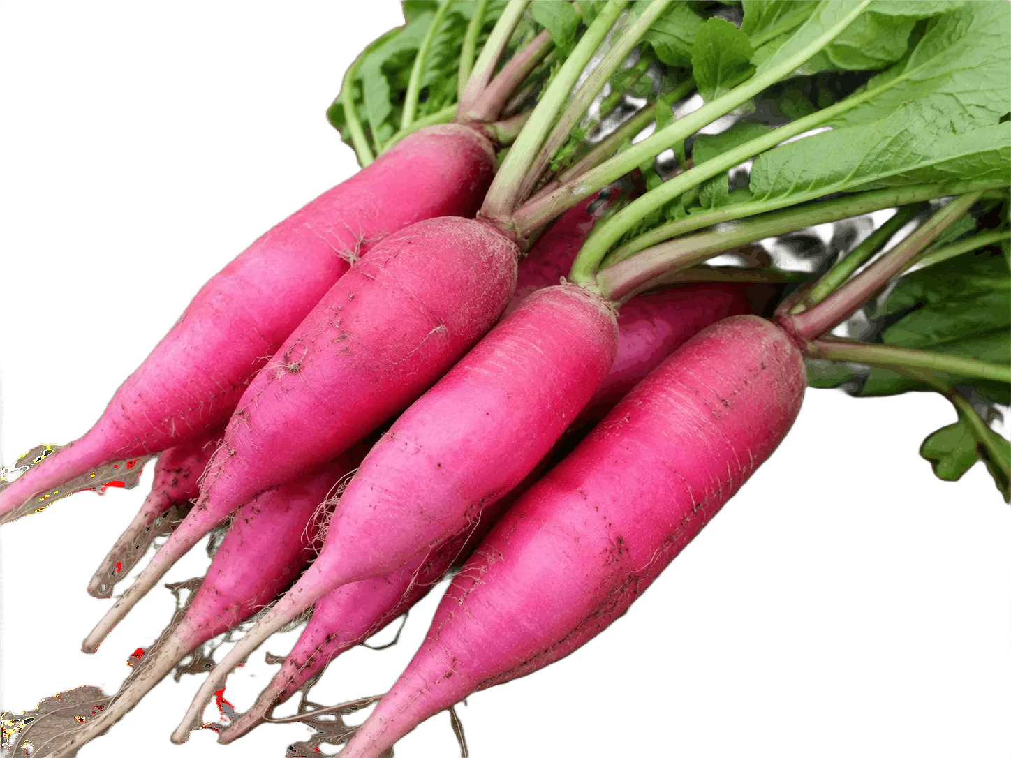 Red Radish