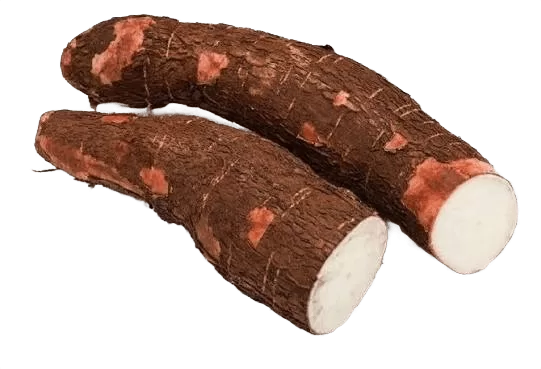 Tapioca